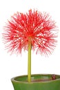 Flower head of a potted blood lily Scadoxus multiflorus isolated Royalty Free Stock Photo