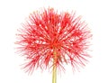 Flower head of the blood lily Scadoxus multiflorus isolated on w Royalty Free Stock Photo