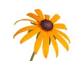 Single compound flower of a Rudbeckia isolated on white Royalty Free Stock Photo