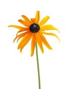 Single compound flower of a Rudbeckia isolated on white Royalty Free Stock Photo