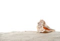Single Conch sea shell on sand Royalty Free Stock Photo