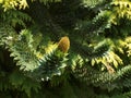 A single Cone Flower on a Monkey Puzzle Tree Royalty Free Stock Photo