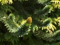 A single Cone Flower on a Monkey Puzzle Tree