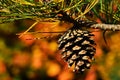 Single cone of pine tree branch on autumn yellow leafage background