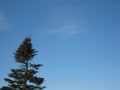 Single coniferous tree against the clear sky