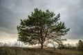 Single coniferous tree in the field on a background of sunset and cloudy sky