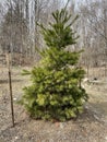 Single Coniferous Tree in forest