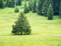 Single coniferous tree in front of forest edge