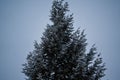 Single coniferous tree partially covered with snow under the blue sky