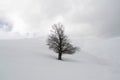 Single coniferous tree stands atop a snow-covered mountain