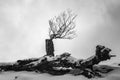 Single coniferous tree stands atop a snow-covered mountain