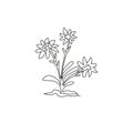 Single continuous line drawing beauty and exotic mountain edelweiss flower. Decorative leontopodium plant for home wall decor art