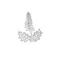 Single continuous line drawing of beauty fresh bear`s breeches for garden logo. Decorative acanthus flower concept for floral