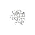 Single continuous line drawing of beauty fresh bougainville for home wall decor poster art. Printable decorative thorny vine