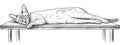 A single continuous line drawing creates a simple, linear design of a cat's profile, suitable for a logo or sketch