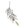 Single continuous line drawing of organic olive fruit brunch. Modern one line draw design graphic vector illustration Royalty Free Stock Photo
