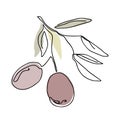 Single continuous line drawing of organic olive fruit brunch. Modern one line draw design graphic vector illustration Royalty Free Stock Photo