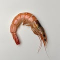 Isolated shrimp on a simple surface on white background Royalty Free Stock Photo