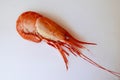 A single cooked spot prawn lies diagonally across a white plate.