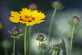 Coreopsis lanceolata flower Royalty Free Stock Photo