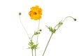 Single Coreopsis lanceolata flower on white Royalty Free Stock Photo