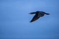 A Cormorant in flight