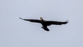 A single cormorant water bird in flight alone