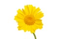 Single corn marigold