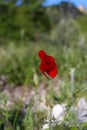 Single Corn rose flower