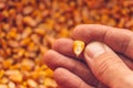 Single corn seed kernel in farmer`s hand Royalty Free Stock Photo