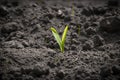 Single corn sprout on a field