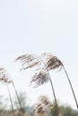 single corn stalks in the wind