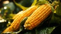 A single corn very Closeup view