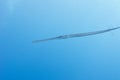 Single Cornetfish in tropical sea on a background of blue water Royalty Free Stock Photo