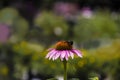 Single cornflower with orange middle and pick petals against bokeh blurred background - bee crawling over flower Royalty Free Stock Photo