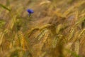 Single cornflower among ripe cereal on field. Royalty Free Stock Photo