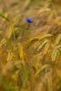 Single cornflower among ripe cereal on field. Royalty Free Stock Photo