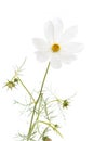 Single Cosmos bipinnatus flower Royalty Free Stock Photo