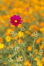 Single cosmos bipinnatus flower