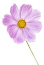 Single Cosmos bipinnatus flower, standing