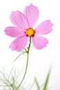 Single cosmos flower isolated Royalty Free Stock Photo
