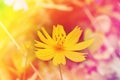 Single cosmos flower in pink yellow colour Royalty Free Stock Photo