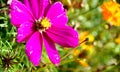 Single cosmos flower with violet petals and yellow pistil 2