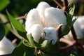 single Cotton Boll On Plant