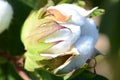 Single Cotton Boll Ready for Harvest