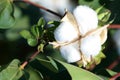 Single Cotton Boll in the warm sun