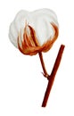 Single cotton flower standing on a small twig painted in watercolor on white background