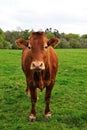 Single cow Royalty Free Stock Photo