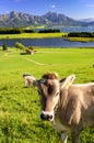 Single cow in front of beautiful landscape of Bavaria with alps mountains Royalty Free Stock Photo