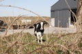 Single cow in front of farm Royalty Free Stock Photo